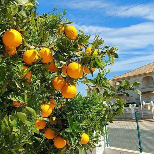 Apartment With Sea View, La Mata ตอร์เรเวียคา ภายนอก รูปภาพ